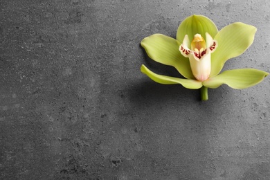 Photo of Beautiful tropical orchid flower on grey background, top view. Space for text