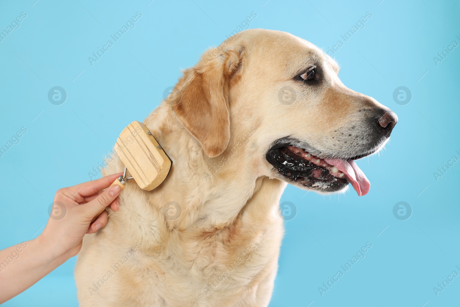 Photo of Woman brushing cute Labrador Retriever dog on light blue background, closeup