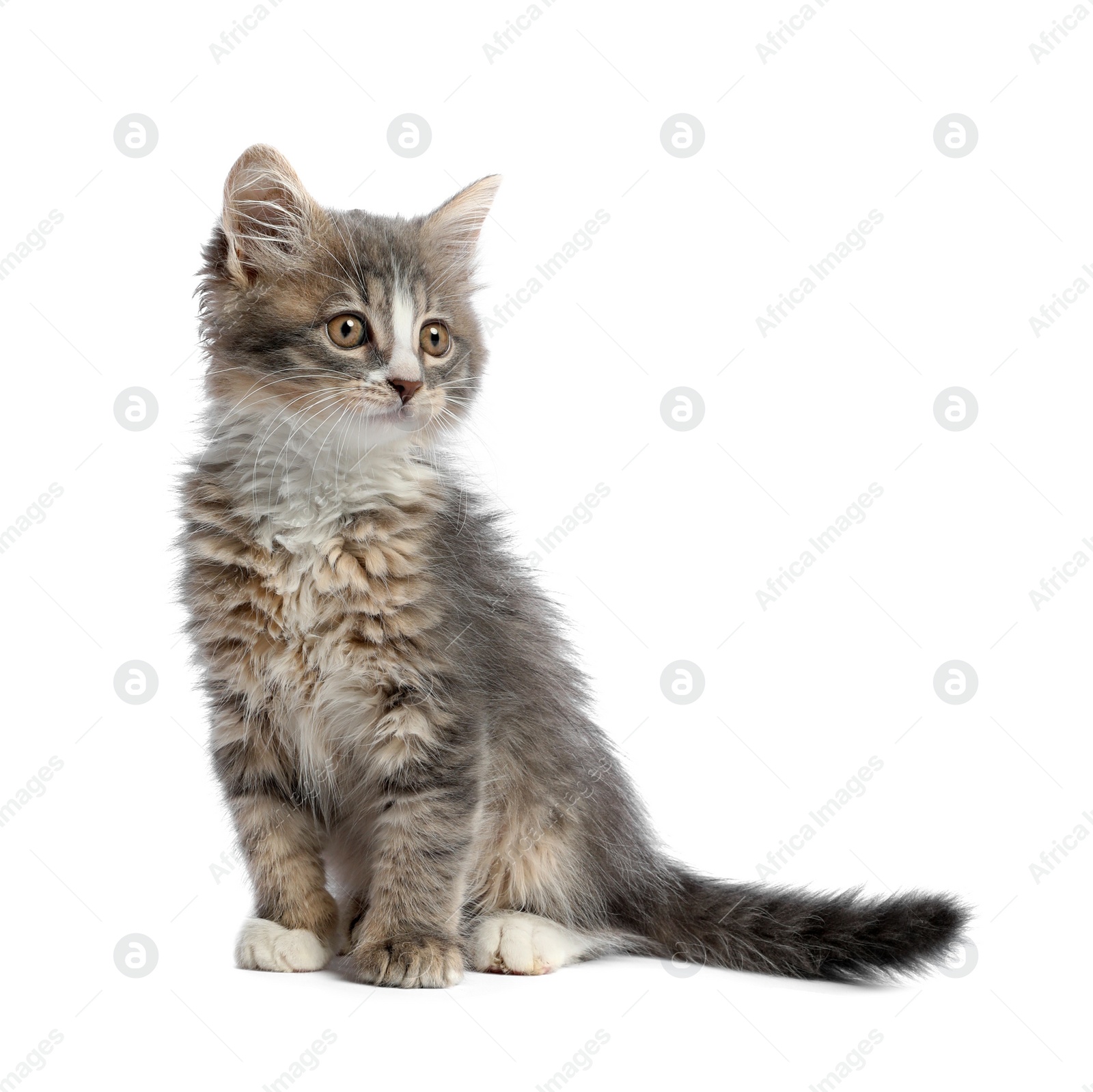 Photo of Cute fluffy kitten on white background. Baby animal