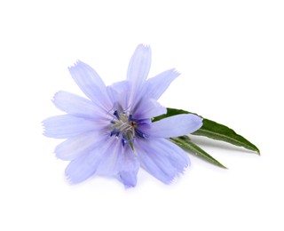 Photo of Beautiful chicory flower with green leaves on white background
