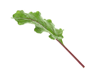 Green leaf of beet on white background