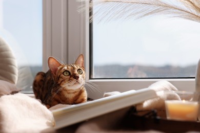 Cute Bengal cat lying on windowsill at home, space for text. Adorable pet