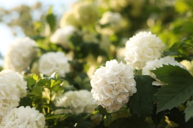 Photo of Beautiful hydrangea plant with white flowers outdoors, closeup
