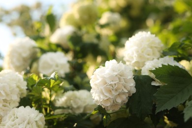 Beautiful hydrangea plant with white flowers outdoors, closeup