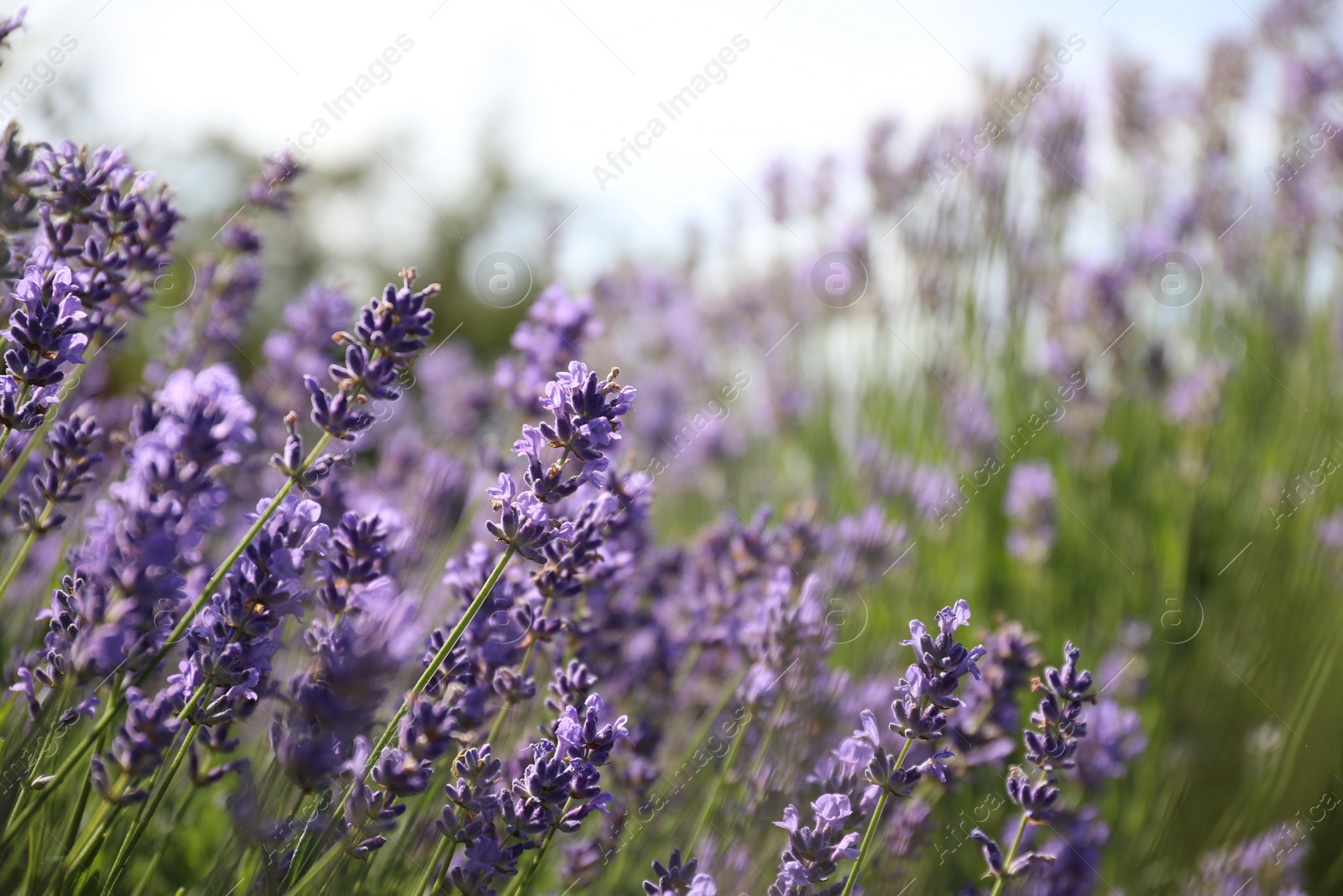 Photo of Beautiful blooming lavender field on summer day, closeup