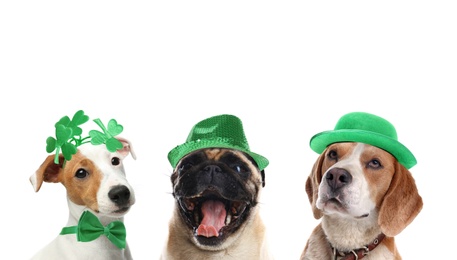 Cute dogs with leprechaun hats on white background. St. Patrick's Day