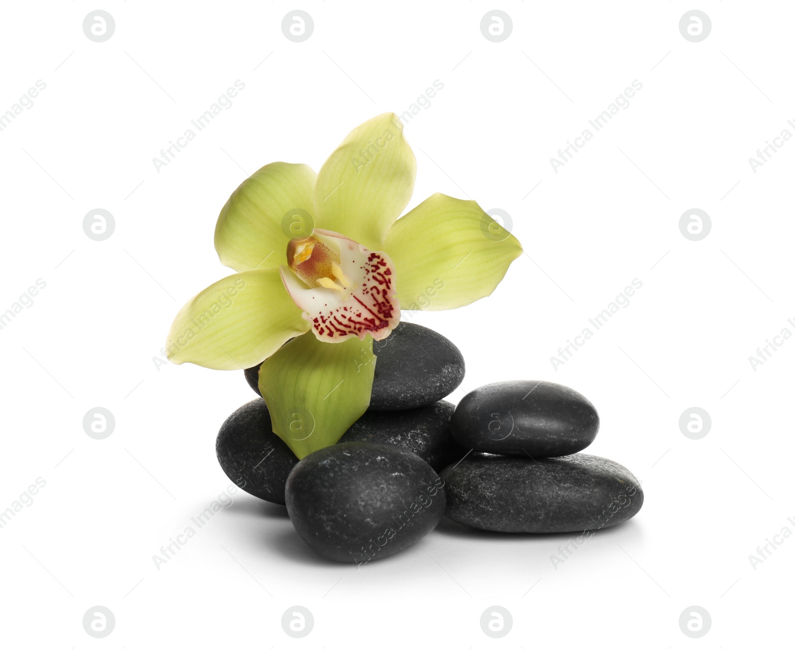 Photo of Spa stones with beautiful orchid flower on white background