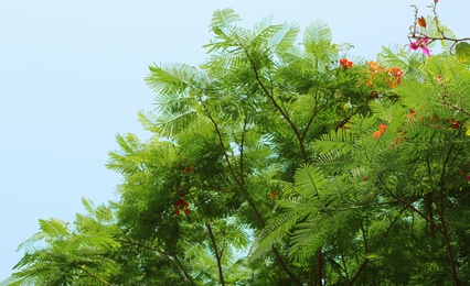 Green plant at tropical resort on sunny day