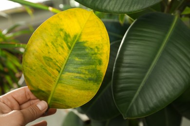 Photo of Woman with fallen yellow leaf near houseplant, closeup
