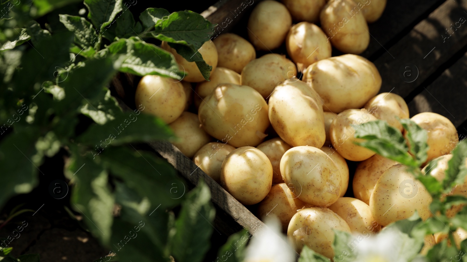 Photo of Wooden crate with raw potatoes in field, above view