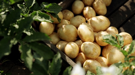 Wooden crate with raw potatoes in field, above view