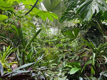 Many different tropical plants growing in greenhouse