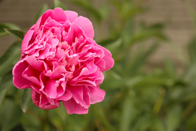 Photo of Beautiful blooming pink peony outdoors, closeup. Space for text