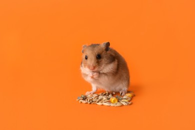 Adorable hamster eating seeds on orange background