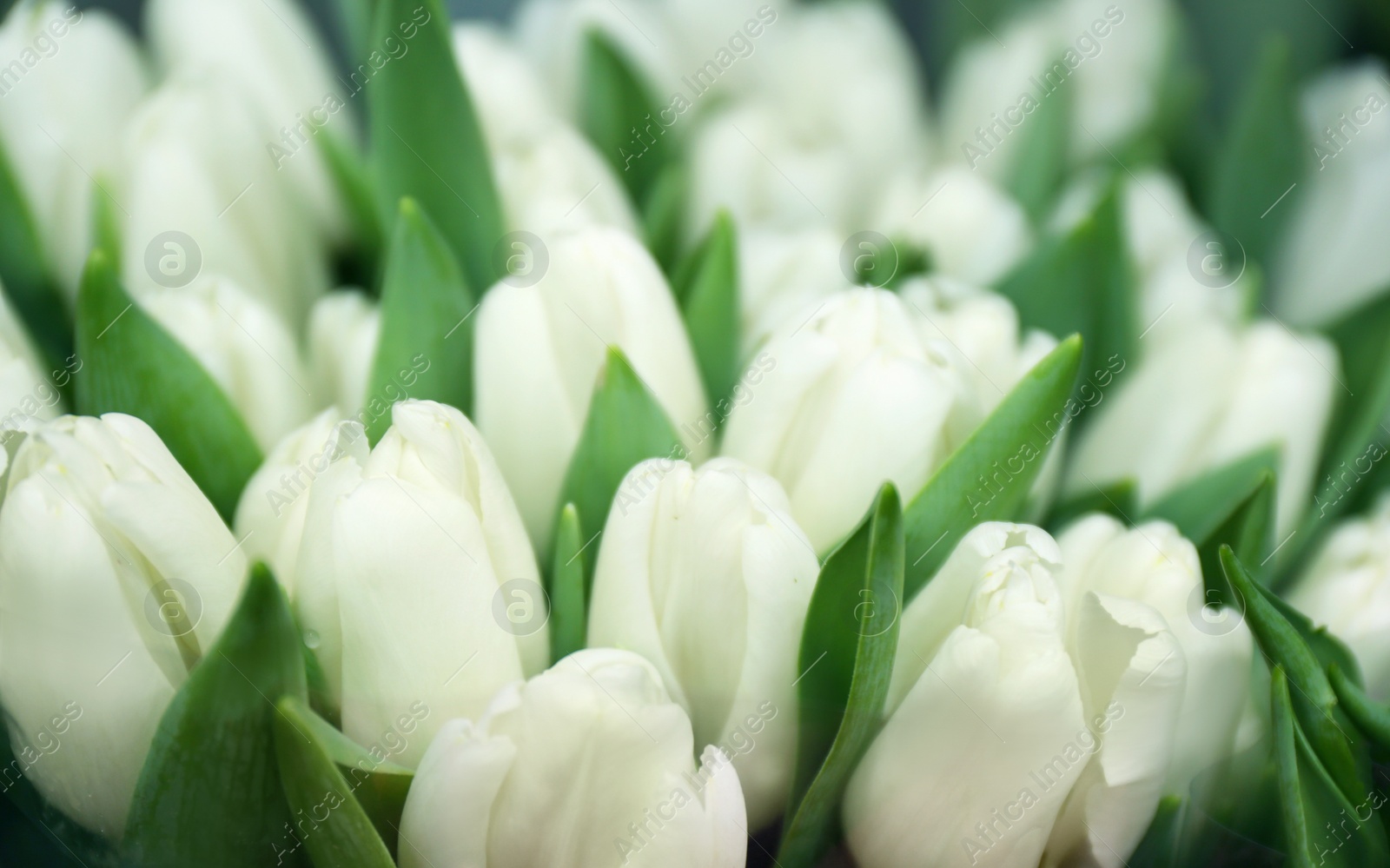 Photo of Fresh bouquet of beautiful tulip flowers, closeup