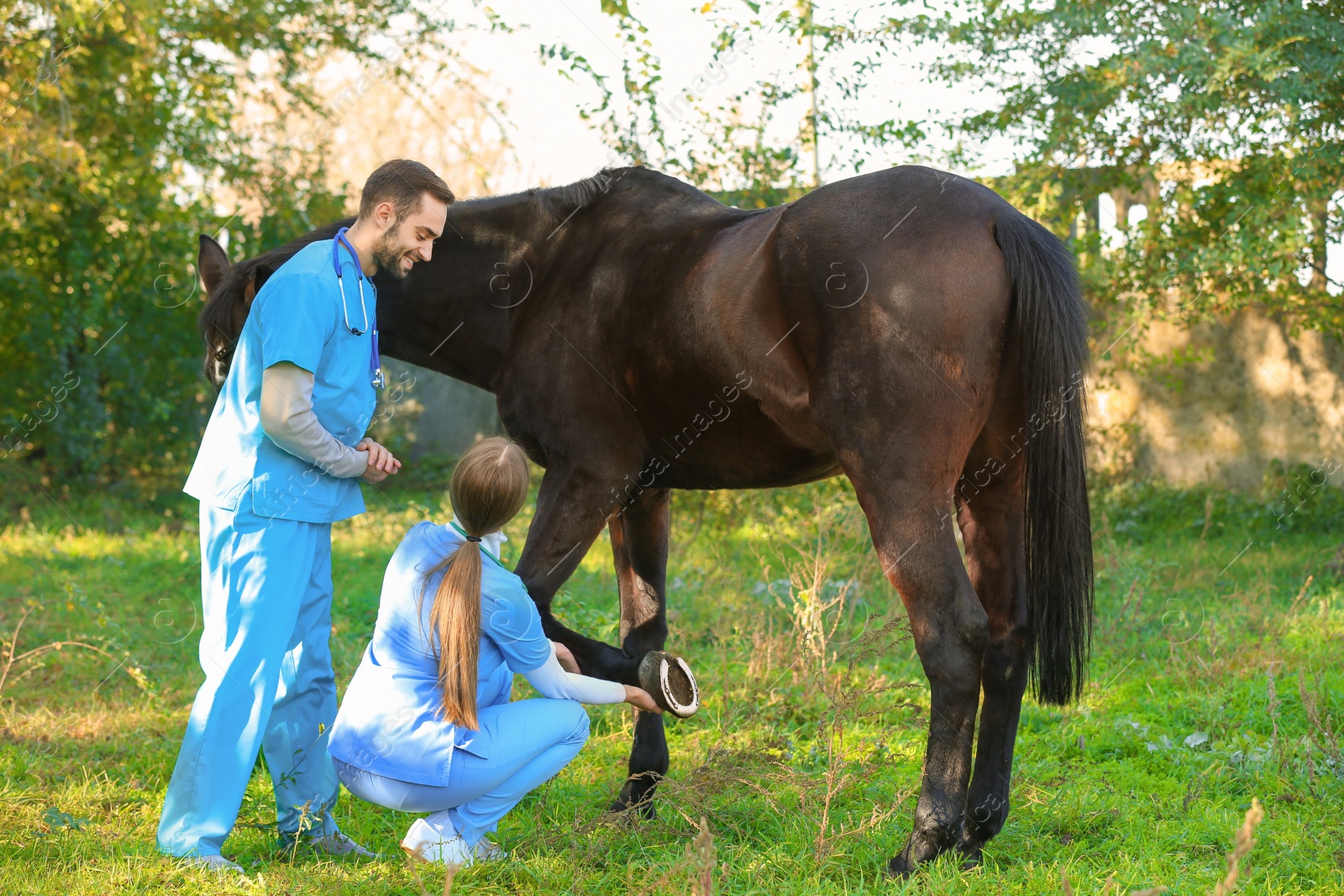 Photo of Veterinarians in uniform examining beautiful brown horse outdoors