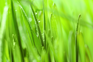 Photo of Green lush grass with water drops on blurred background, closeup