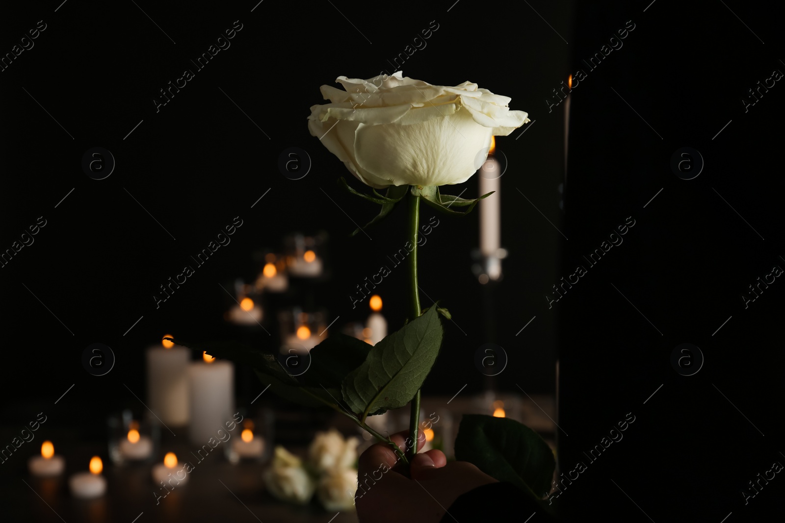 Photo of Woman holding beautiful white rose on blurred background. Funeral symbol