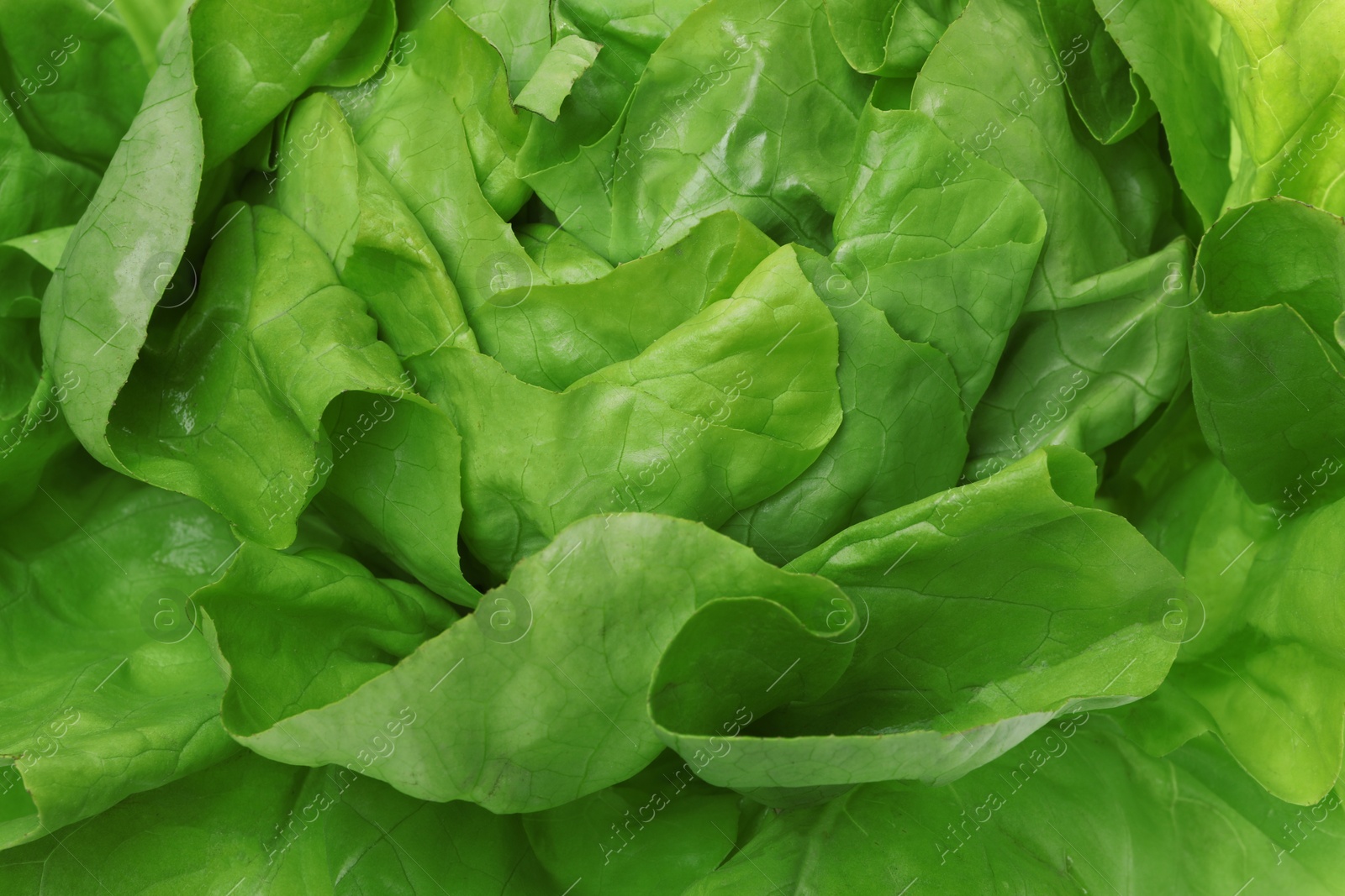 Photo of Fresh green butter lettuce as background, closeup