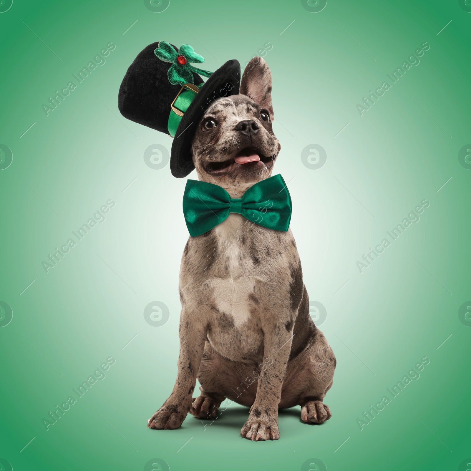 Image of St. Patrick's day celebration. Cute French bulldog with bow tie and leprechaun hat on green background