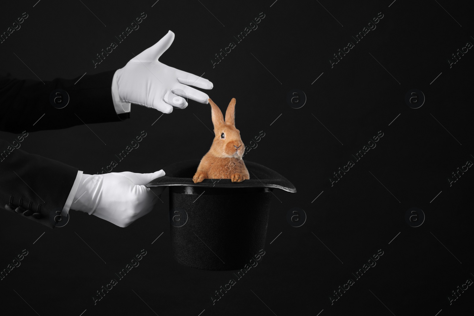 Image of Magician showing trick with top hat and rabbit on black background, closeup. Space for text