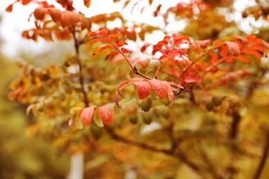 Photo of Tree with bright leaves outdoors on autumn day