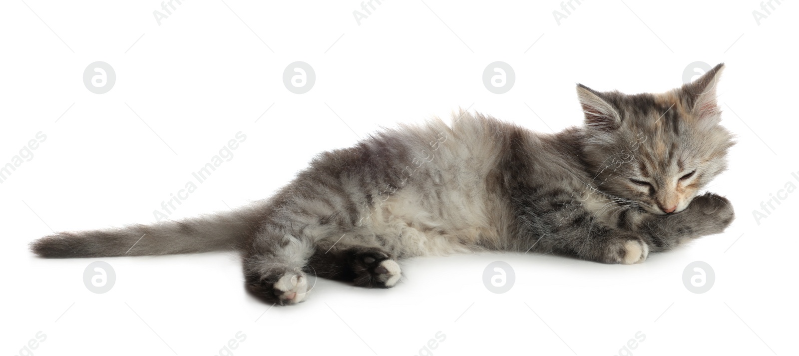 Photo of Cute fluffy kitten on white background. Baby animal