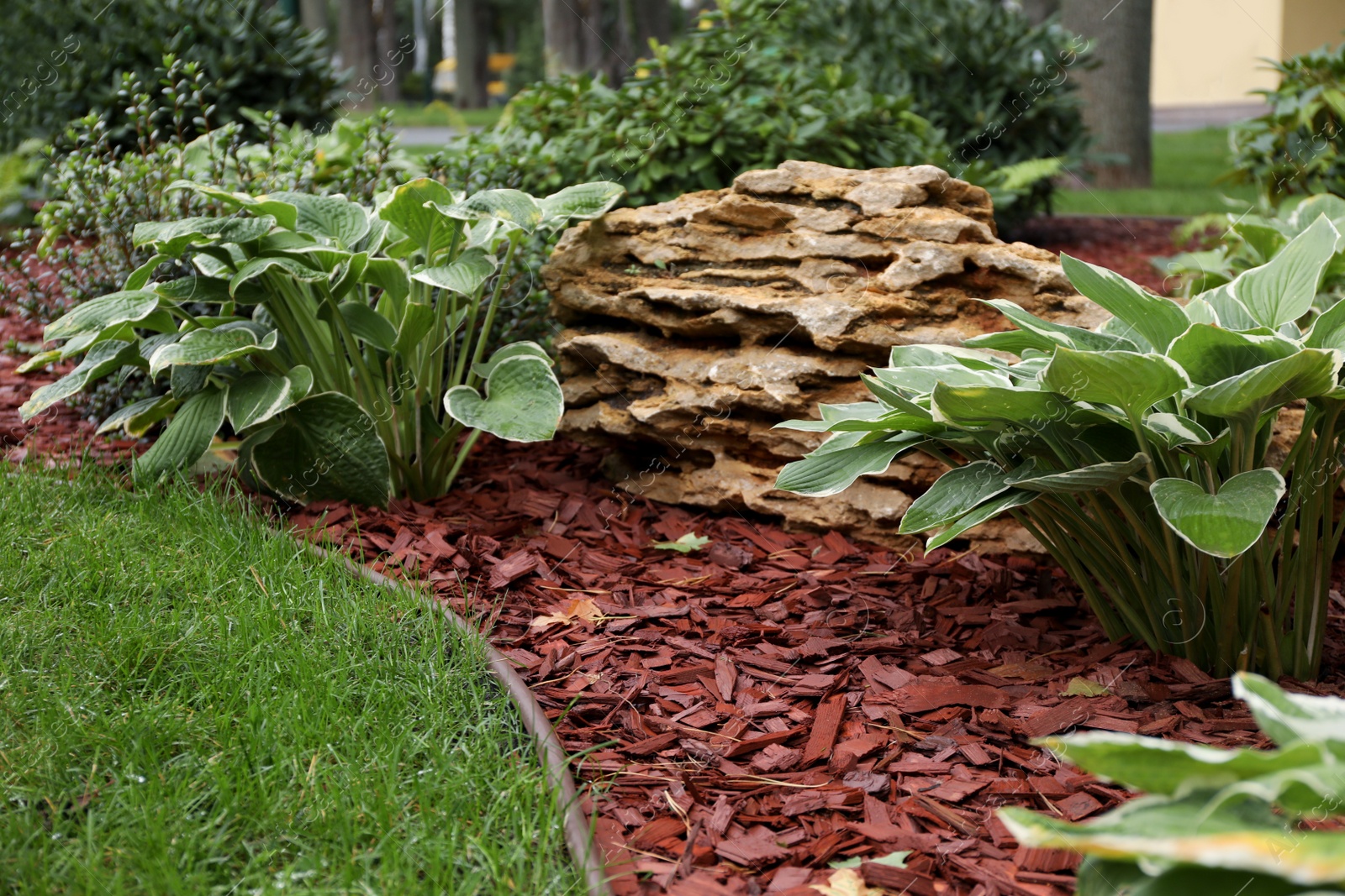 Photo of Beautiful plants growing in park on autumn day