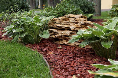 Photo of Beautiful plants growing in park on autumn day