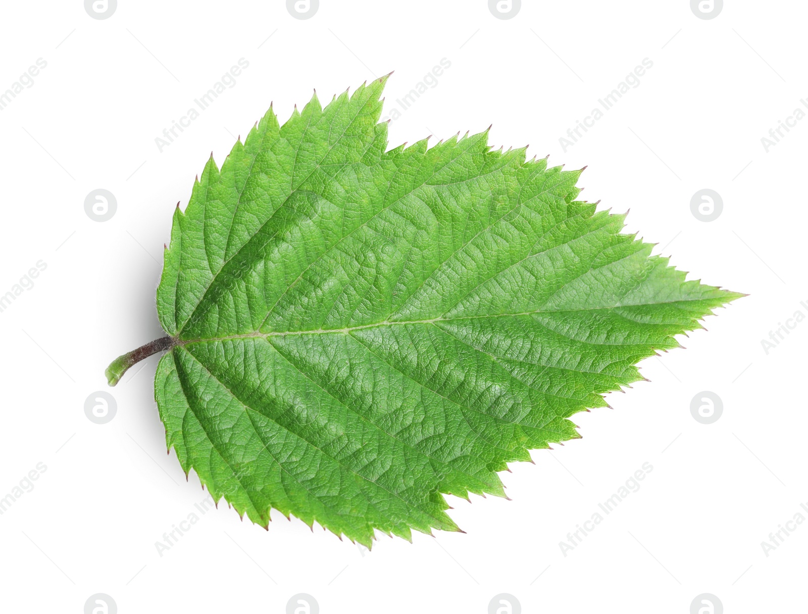 Photo of One fresh blackberry leaf isolated on white, top view