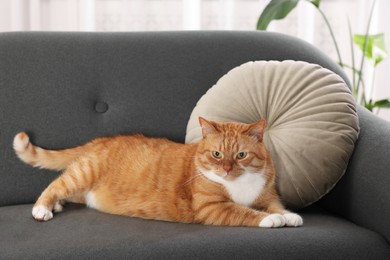 Cute fluffy ginger cat lying on sofa at home