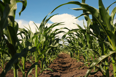 Photo of Closeup view of corn growing in field. Agriculture industry