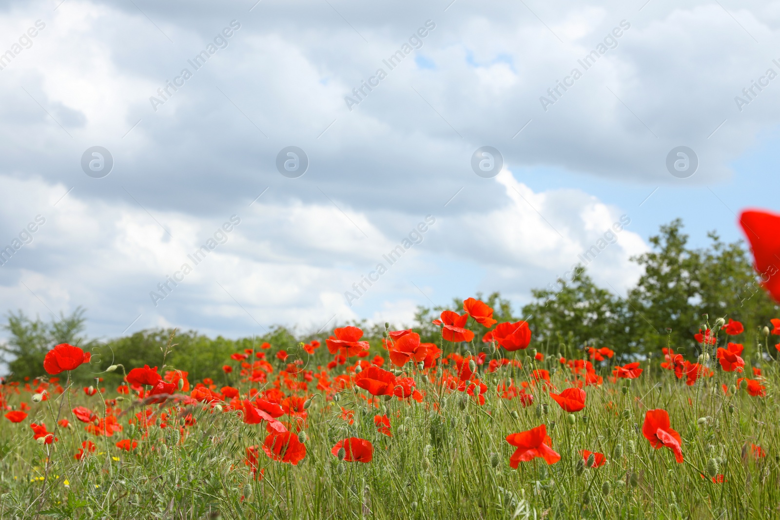 Photo of Beautiful red poppy flowers growing in field