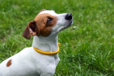 Photo of Beautiful Jack Russell Terrier in yellow dog collar outdoors. Space for text