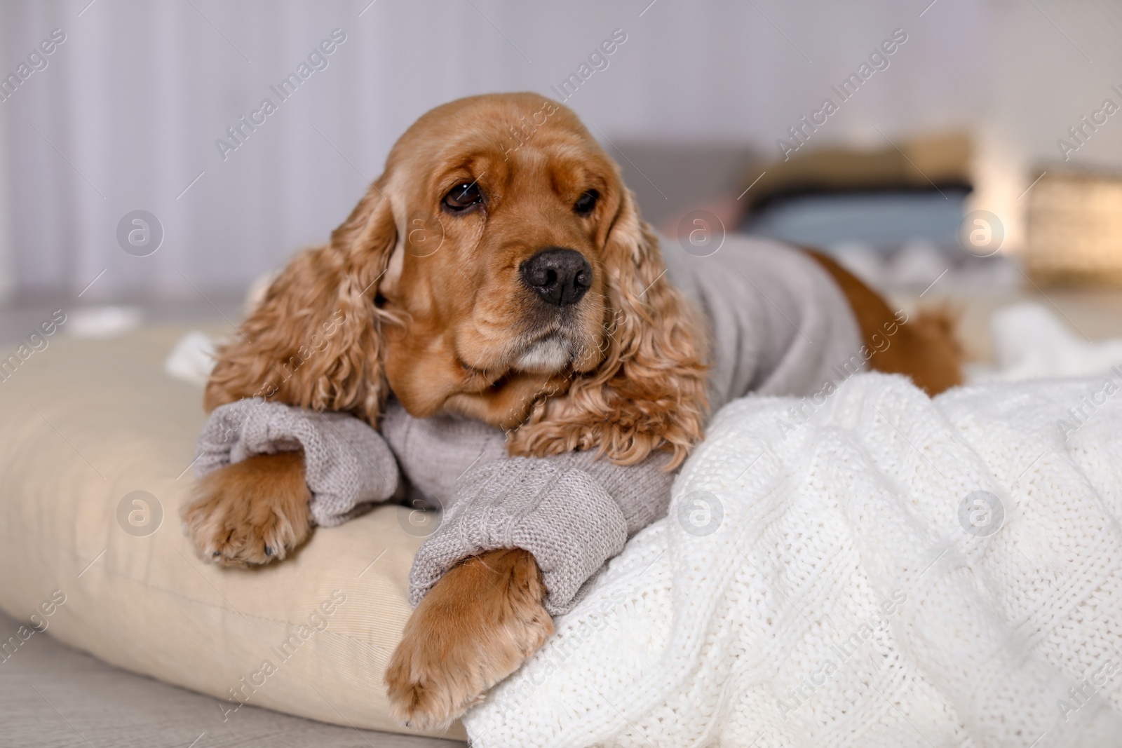 Photo of Cute Cocker Spaniel dog in knitted sweater lying on pillow at home. Warm and cozy winter