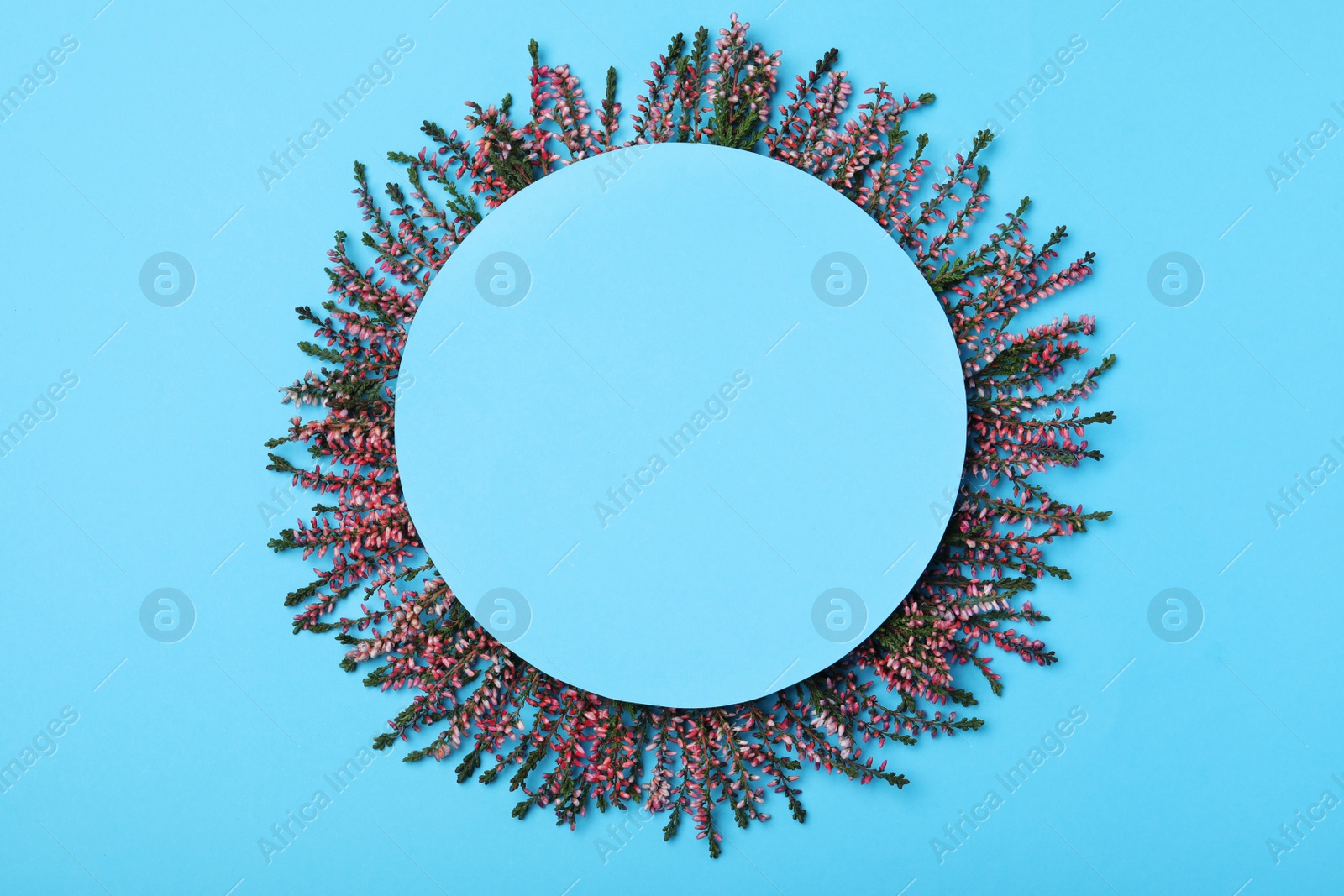 Photo of Heather branches with beautiful flowers and blank card on light blue background, flat lay. Space for text