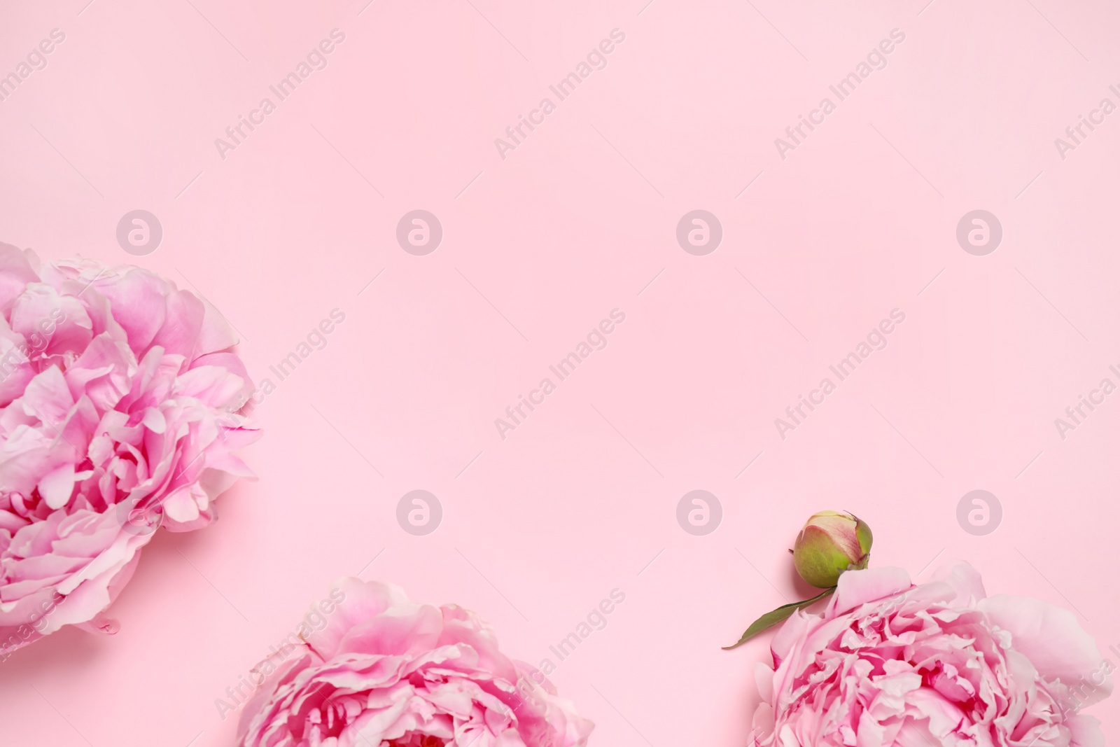 Photo of Beautiful fresh peonies on pink background, flat lay. Space for text