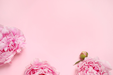 Beautiful fresh peonies on pink background, flat lay. Space for text