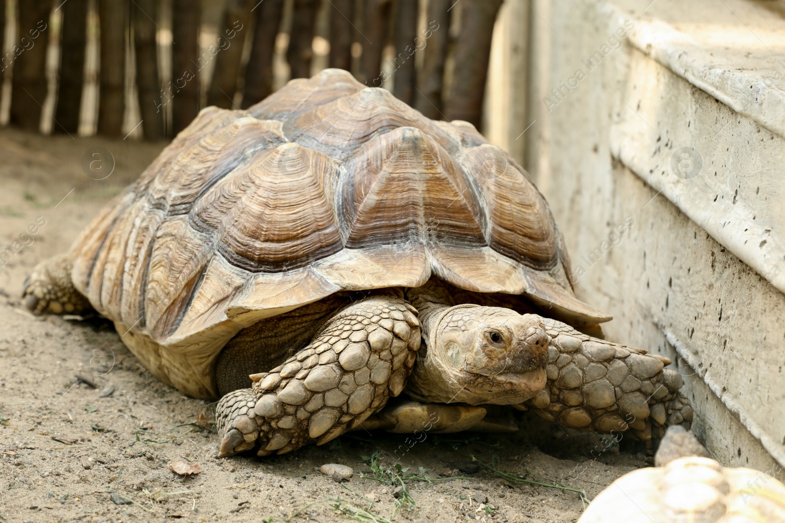 Photo of Beautiful tortoise in zoo enclosure. Wild animal