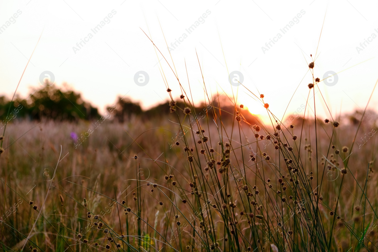 Photo of Beautiful meadow with wild flowers in twilight