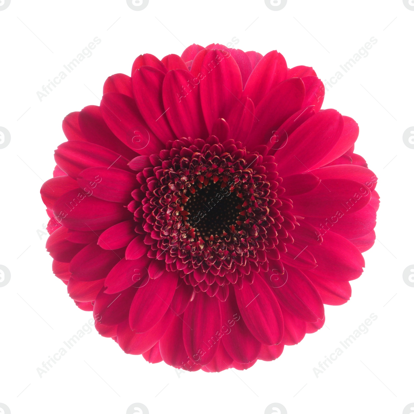 Image of Beautiful pink gerbera flower on white background