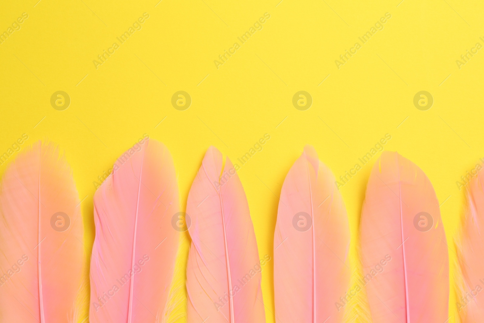 Photo of Beautiful pink feathers on yellow background, flat lay. Space for text