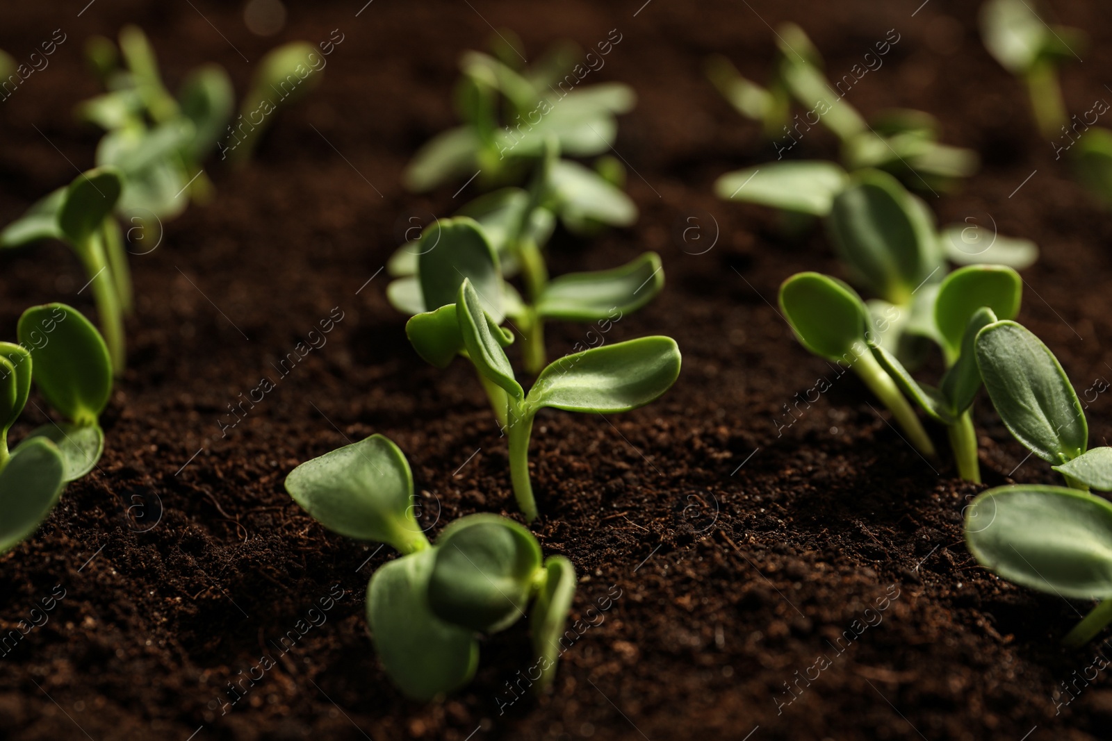 Photo of Fresh green vegetable seedlings growing in fertile soil, closeup