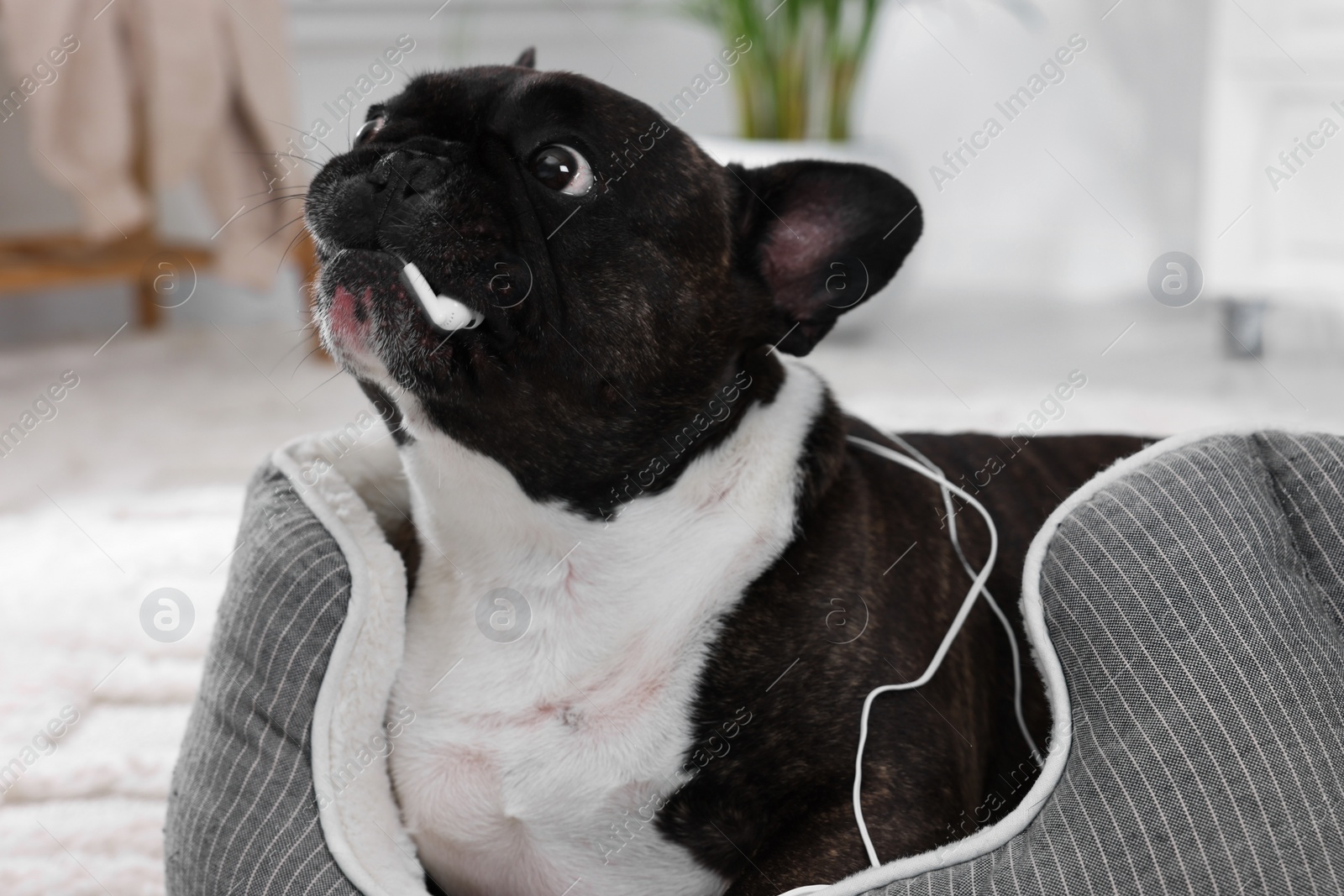 Photo of Naughty French Bulldog chewing wired earphones on dog bed indoors