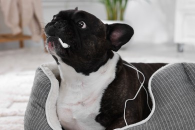 Naughty French Bulldog chewing wired earphones on dog bed indoors