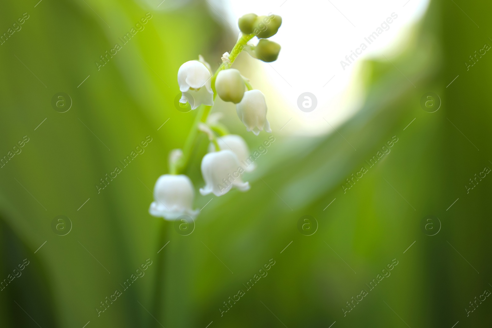 Photo of Beautiful lily of the valley in spring garden, closeup