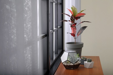 Photo of Different green plants on window sill at home