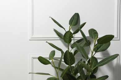 Photo of Green ficus near white wall, space for text. Beautiful houseplant