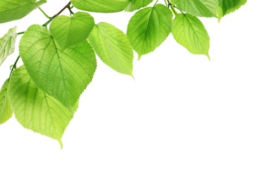 Photo of Branch with green leaves on white background