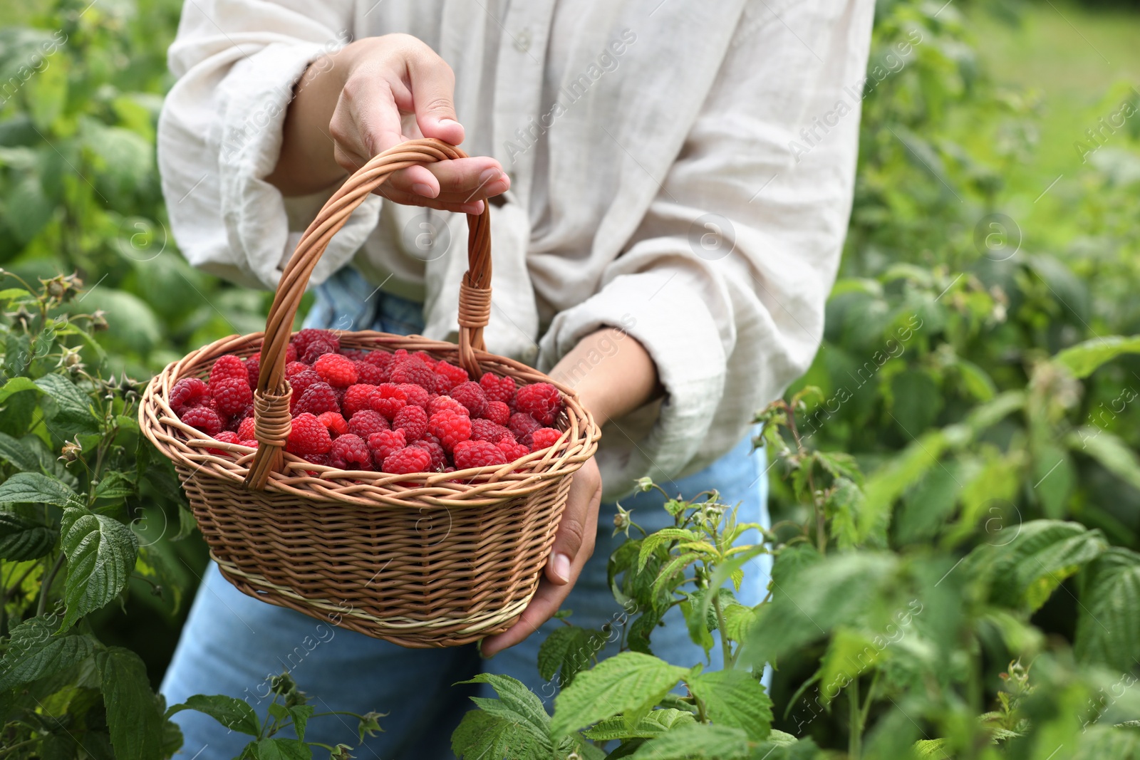 Photo of Woman holding wicker basket with ripe raspberries outdoors, closeup